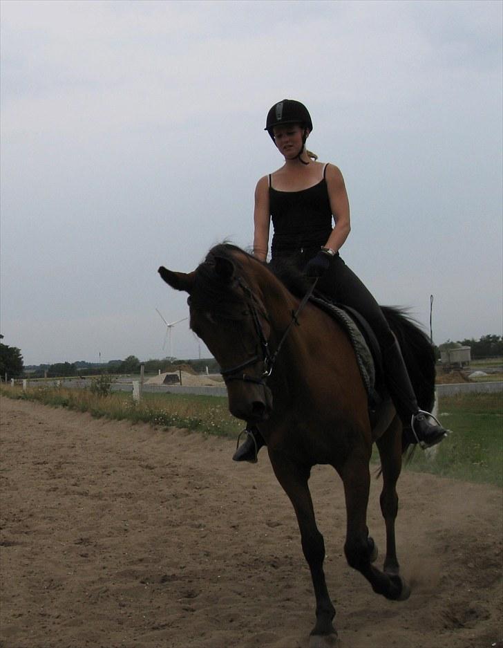 Arabisk fuldblod (OX) Malek (Tidligere redet) - Dressur træning billede 6