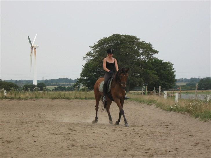 Arabisk fuldblod (OX) Malek (Tidligere redet) - Dressur  billede 7