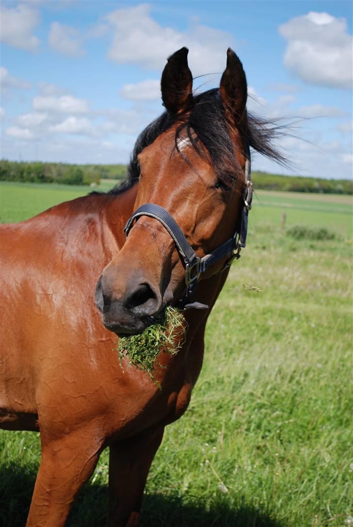 Arabisk fuldblod (OX) Malek (Tidligere redet) - Uhh.. en stor mundfuld græs  billede 8