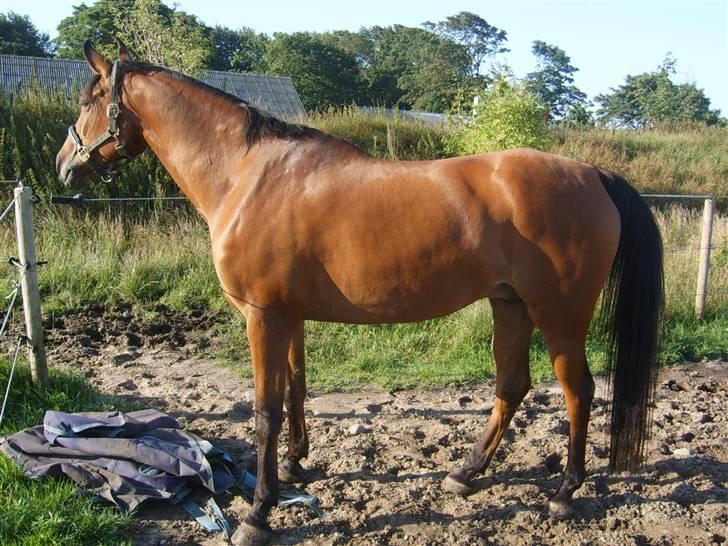 Arabisk fuldblod (OX) Malek (Tidligere redet) - Malek nyder lige lidt solskin billede 9