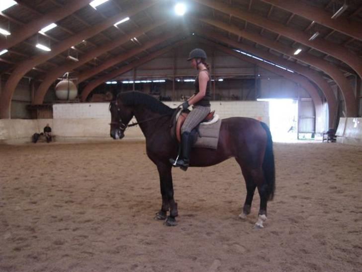 Anden særlig race Malpa  (SOLGT) billede 3