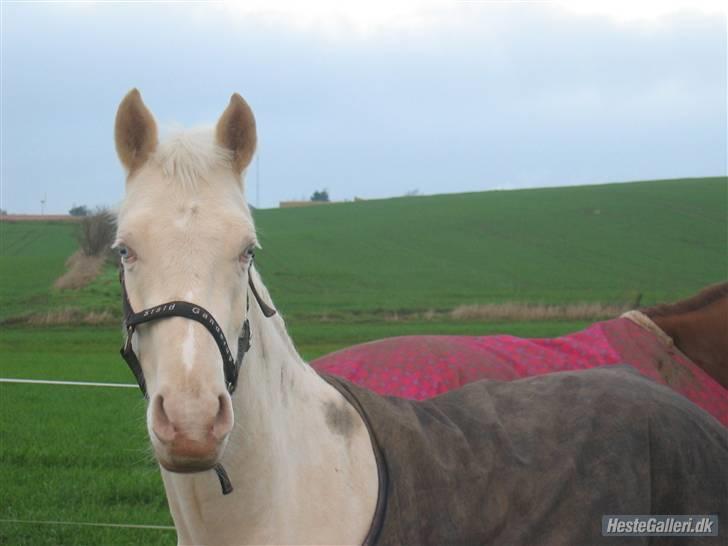 Palomino Millenium - vis du syntes jeg er smuk så syntes jeg osse du er smuk billede 17