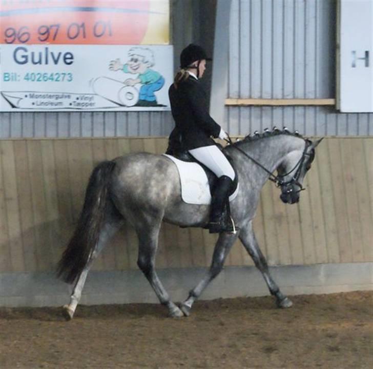 New Forest Rødtjørns Geronimo *SOLGT - Mig og Geo til VDM for New Forest 2008 - Foto: Siv Albeck billede 20