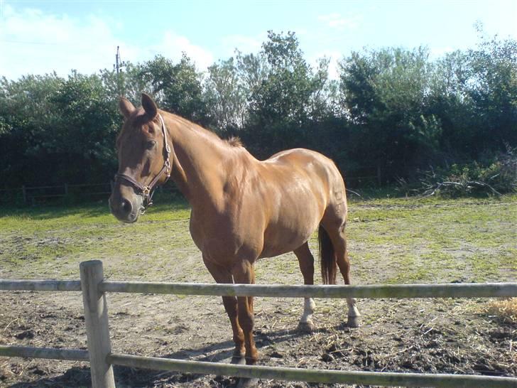 Dansk Varmblod Geronimo - taget den 23 august 2008 billede 19