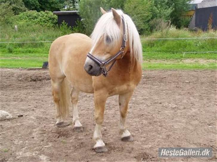 Haflinger Mikado - flot fyr, ik :) billede 14