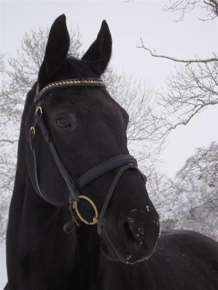 Dansk Varmblod Zippo  billede 1