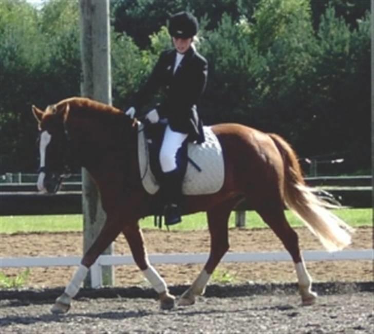 New Forest LL. Møllegårdens Tony billede 14