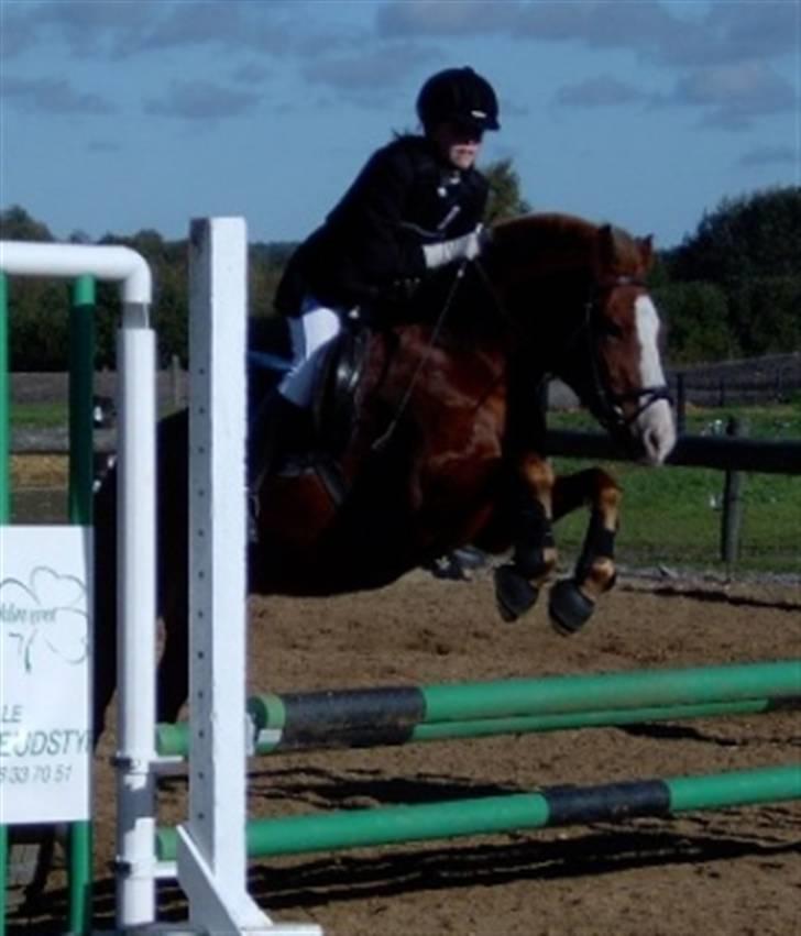 New Forest LL. Møllegårdens Tony billede 15