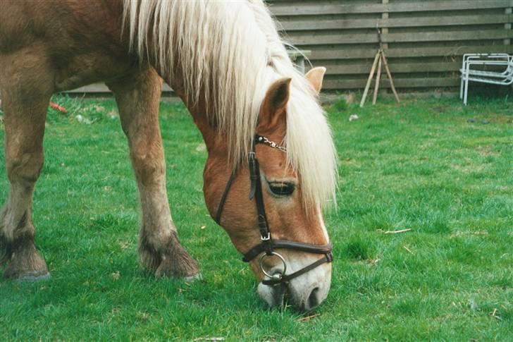 Haflinger Mikado - Mikado på besøg hjemme i haven billede 2