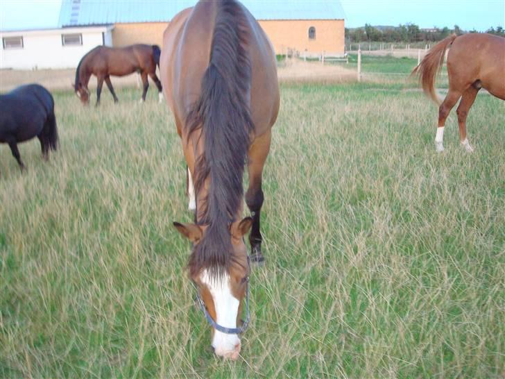 Dansk Varmblod Titta billede 1