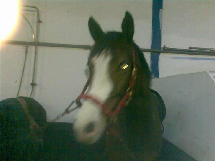 Dansk Varmblod Titta billede 2