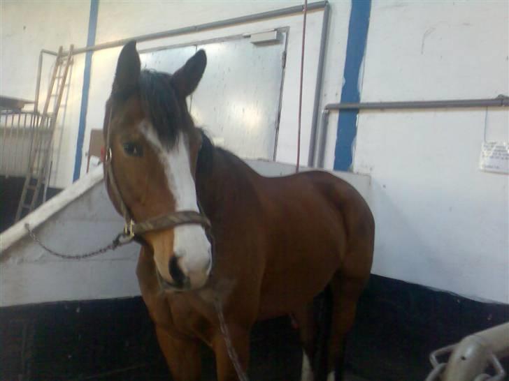 Dansk Varmblod Titta billede 3