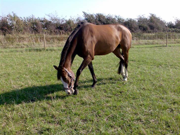 Dansk Varmblod Titta billede 4