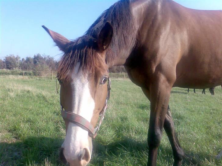 Dansk Varmblod Titta billede 5