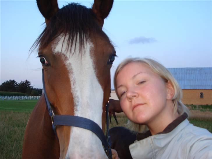 Dansk Varmblod Titta billede 6