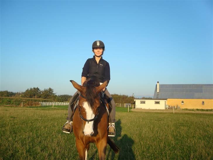 Dansk Varmblod Titta billede 7