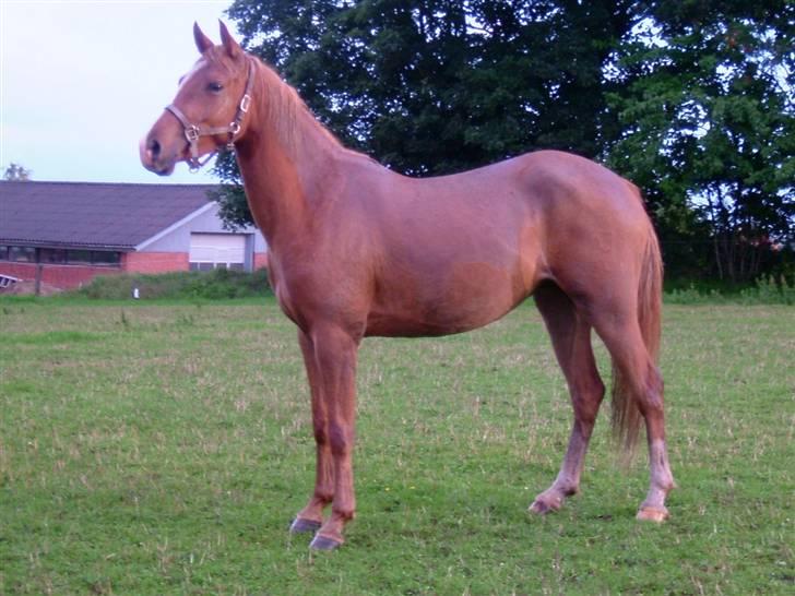 DSP Zig-Zag *SOLGT* - Ziggi på græs hos Majbritt billede 12