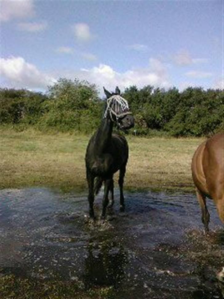 Dansk Varmblod Zippo  billede 2