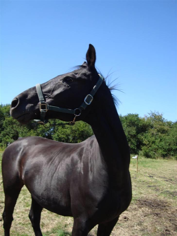 Dansk Varmblod Zippo  billede 3