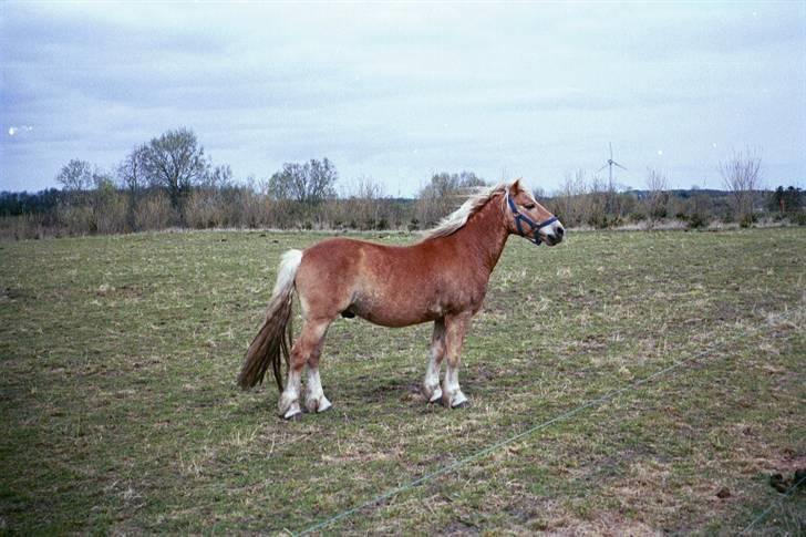 Haflinger Mikado - Mikado, da vi lige havde købt ham. 26. april 2002 billede 6