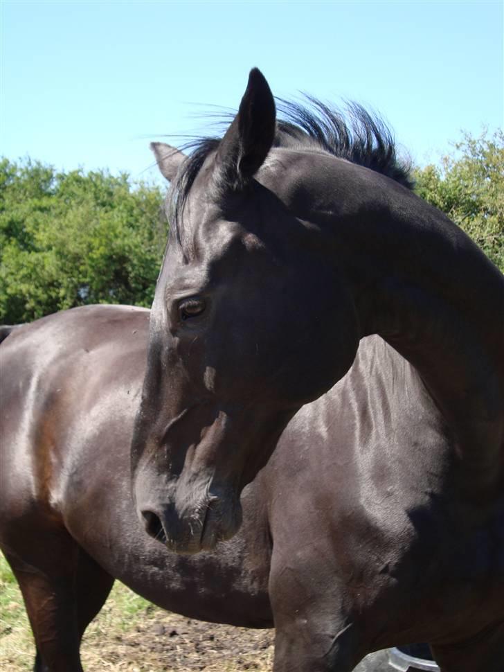 Dansk Varmblod Zippo  billede 5