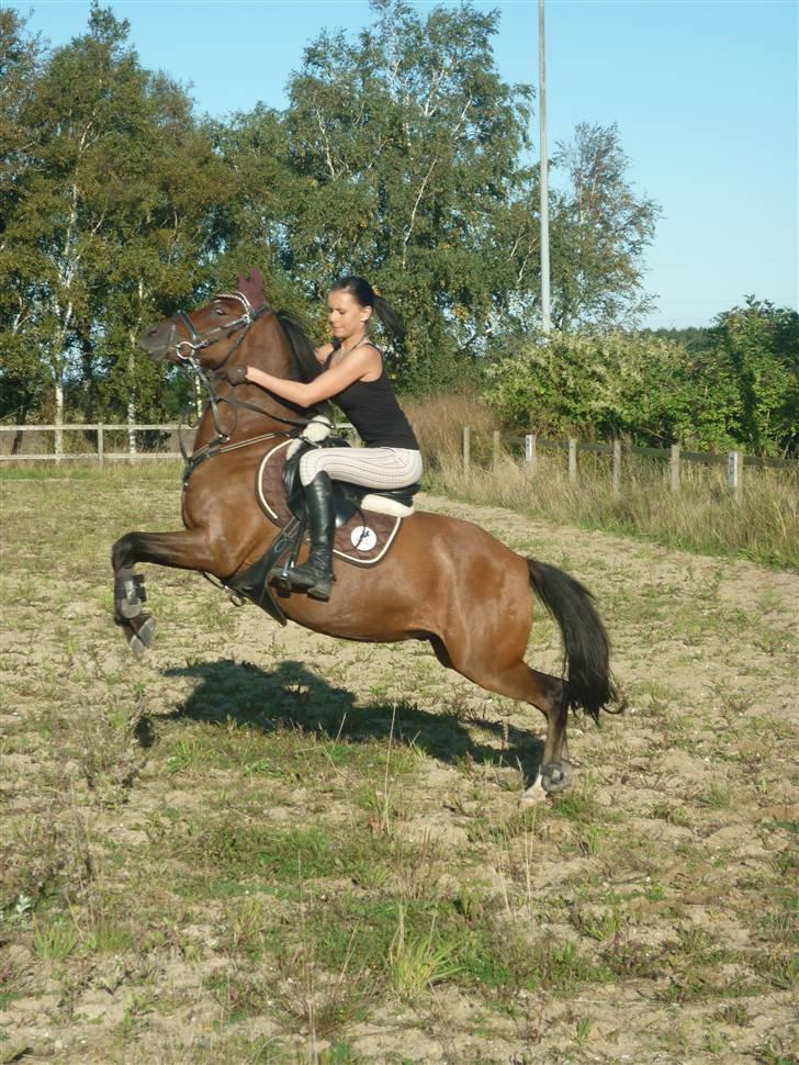 Welsh Pony (sec B) Hynder Hoeves Amon død :'( billede 1