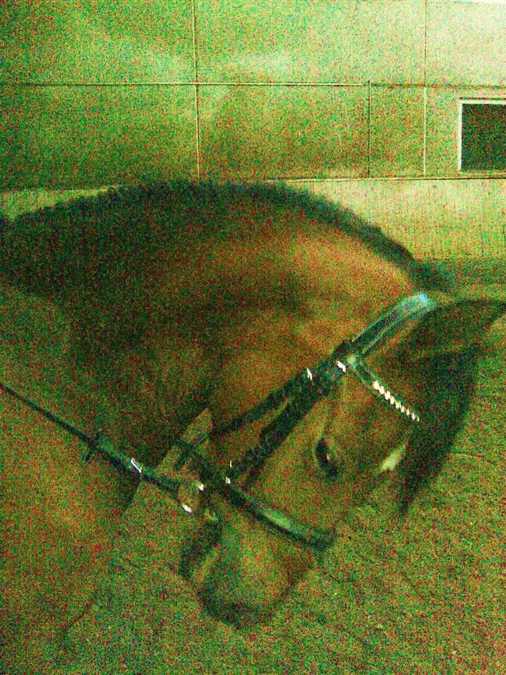 Welsh Pony (sec B) Hynder Hoeves Amon død :'( billede 4
