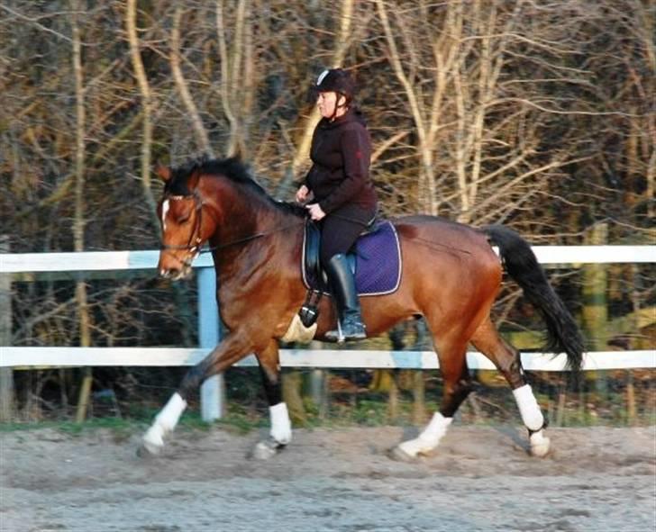 Dansk Varmblod Emblems Comet    RIP - - Kenzo og mig billede 1