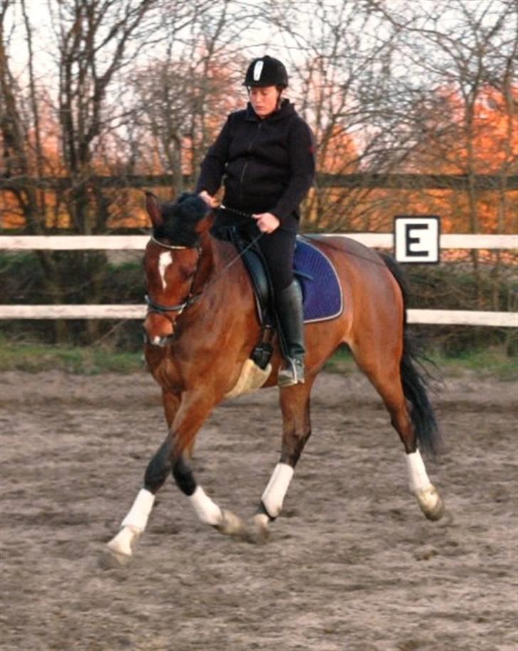 Dansk Varmblod Emblems Comet    RIP - - Keno og mig træner lidt billede 2