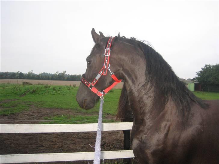 Frieser Sytske f Woltefreden STER - Sytske hilser på Dirk Jan K billede 1