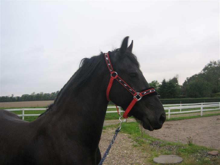 Frieser Sytske f Woltefreden STER billede 2