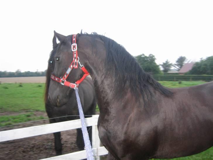 Frieser Sytske f Woltefreden STER billede 4