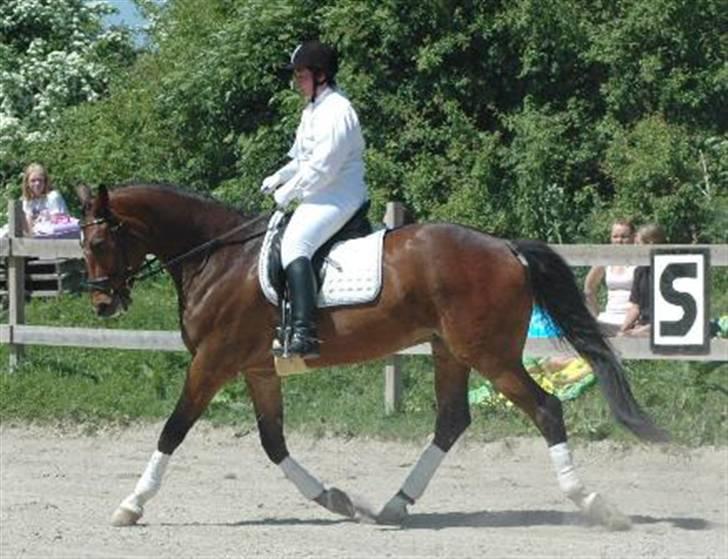 Dansk Varmblod Emblems Comet    RIP - - Pyha ,meget varm stævnedag billede 3