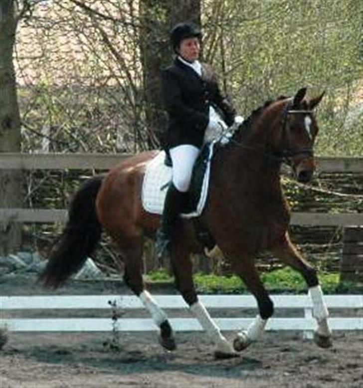 Dansk Varmblod Emblems Comet    RIP - - Lidt anspændt  billede 4