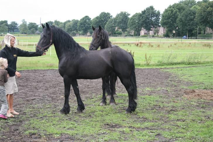 Frieser Sytske f Woltefreden STER - Uhm, hestebolcher billede 7