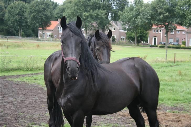 Frieser Sytske f Woltefreden STER billede 8