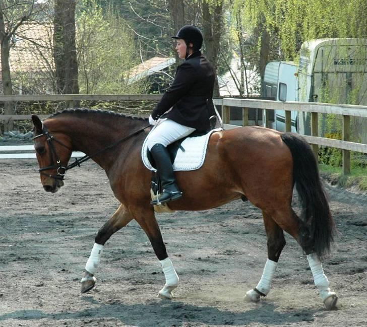 Dansk Varmblod Emblems Comet    RIP - billede 5