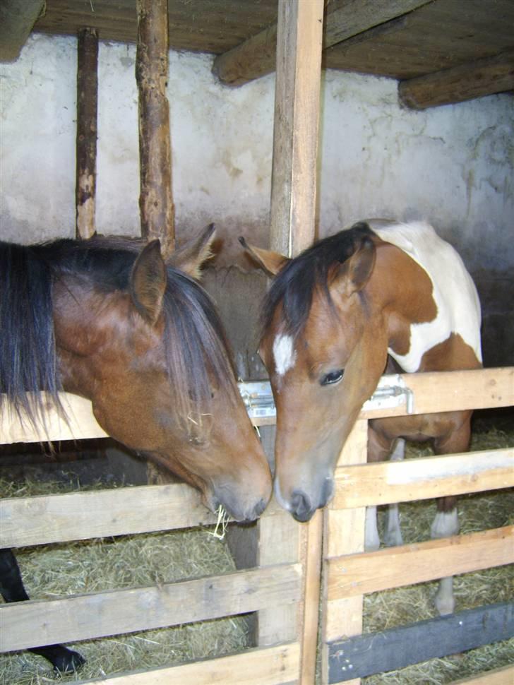 Anden særlig race Viktor  *Solgt* billede 11