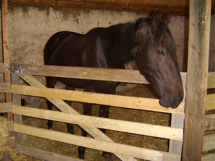 Anden særlig race Frederik *Solgt* billede 9