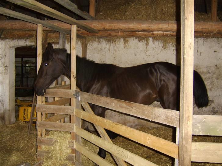 Anden særlig race Frederik *Solgt* billede 10
