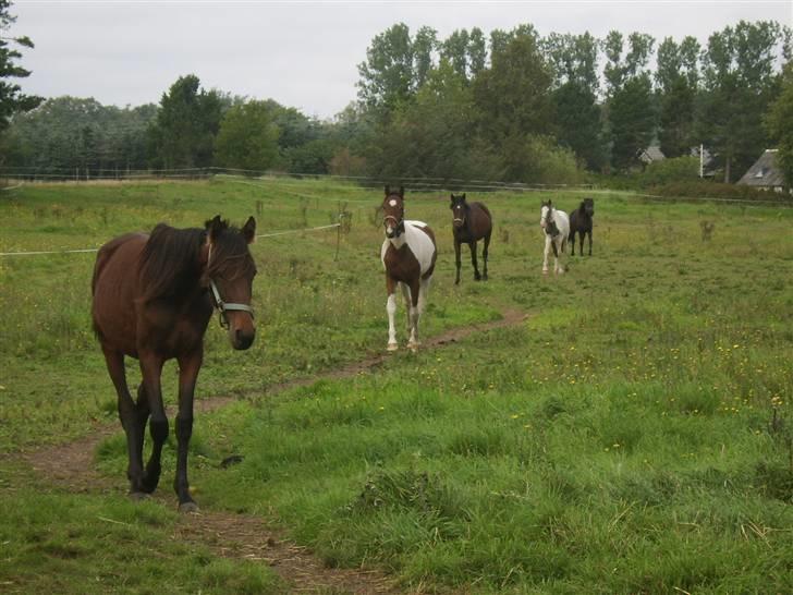 Anden særlig race Viktor  *Solgt* billede 12