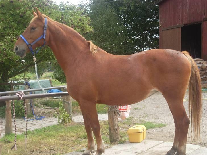 Frederiksborg Lanet Fuglebjerg - Lanet, lige hentet fra folden :) billede 1