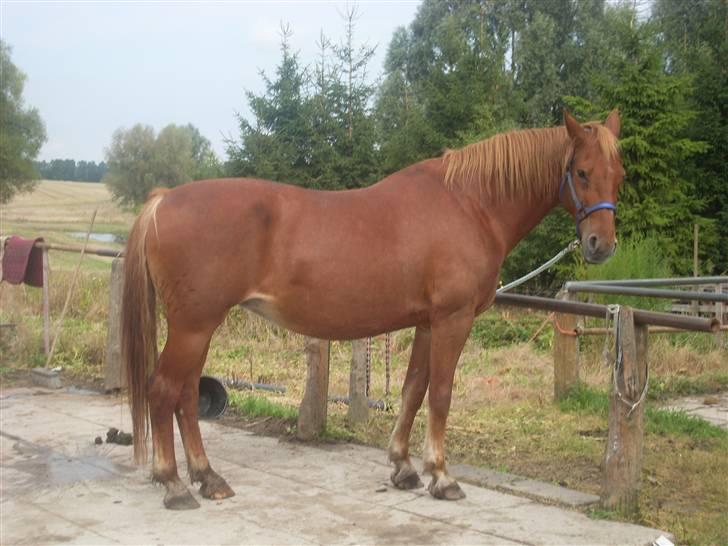 Frederiksborg Lanet Fuglebjerg billede 2