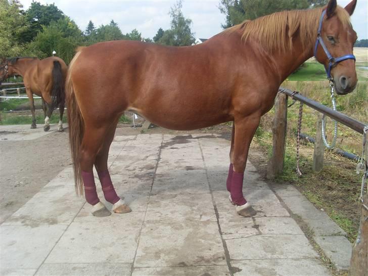 Frederiksborg Lanet Fuglebjerg - Smuk, Smuk billede 3