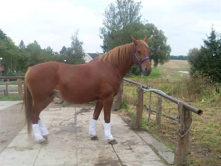 Frederiksborg Lanet Fuglebjerg - Lanet med bandage underlag :) billede 4