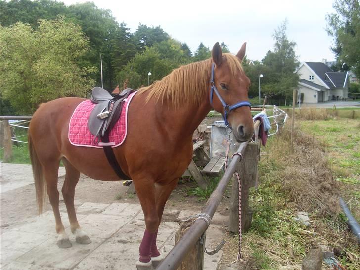 Frederiksborg Lanet Fuglebjerg billede 5