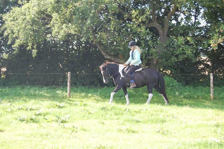 Islænder Katla *tidl. tilridning* - #20 Går fint til biddet (: billede 20