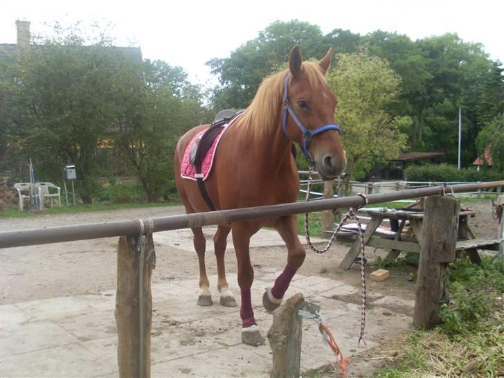 Frederiksborg Lanet Fuglebjerg billede 6