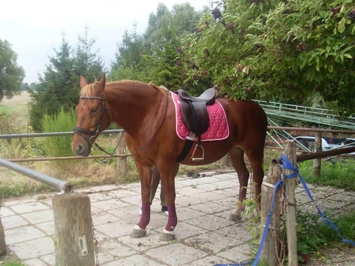 Frederiksborg Lanet Fuglebjerg - Lanet på afveje ... billede 7