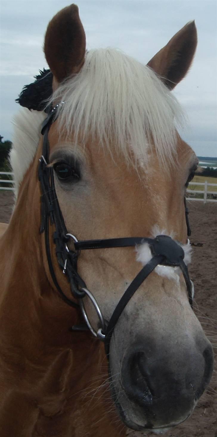 Haflinger kløv´s puk  billede 9